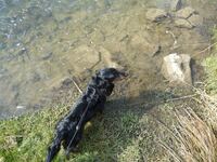 Ein Wasserhund ?