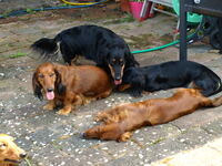 Spielen im Garten